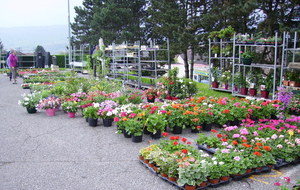 Marché aux fleurs